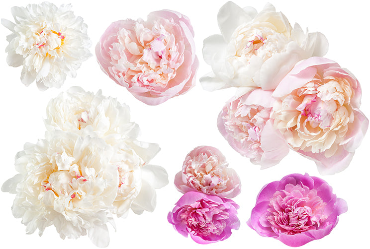 Peonies Pink White - Cut Outs