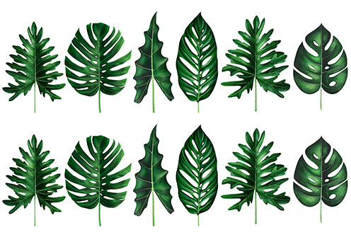 Indoor Leaves - Cut Outs