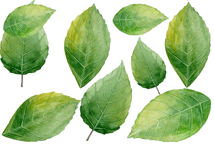 Green Leaves - Cut Outs